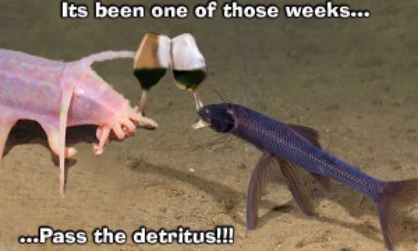 An edited image of two sea creatures toasting with a dark green liquid in wine glasses. The creature on the left side is a pink colored worm-like animal, and the creature on the right is a dark purple colored fish with long ventral fins. The text says " Its been one of those weeks... pass the detritus!"